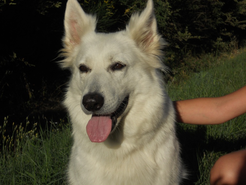 Athena(dite asoka) du domaine de thu-lan Titre Initial