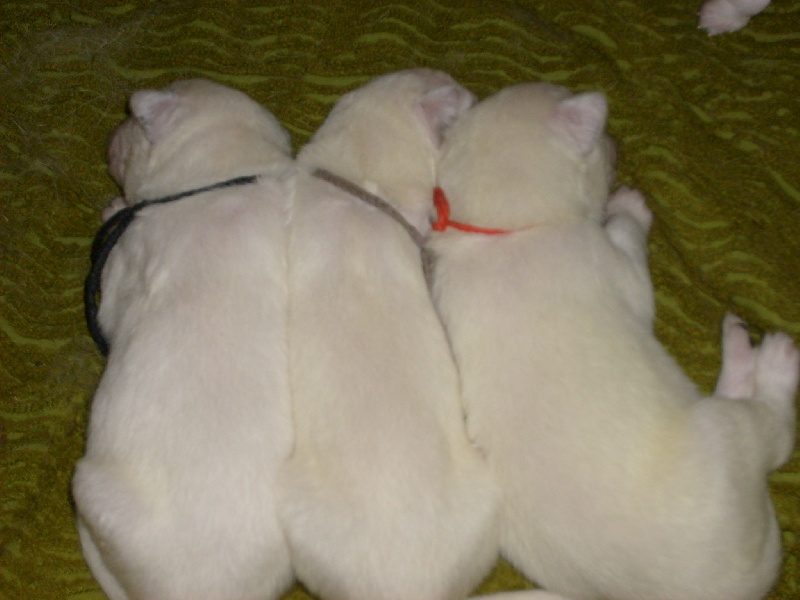 les chiots d'Asoka
