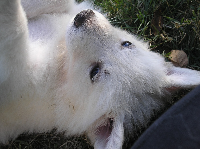 les chiots à  6 semaines