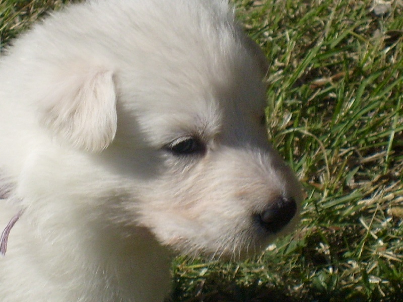les chiots à bientôt  4 semaines
