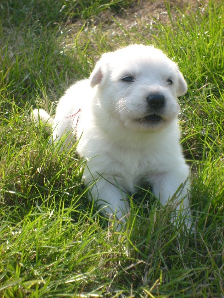 les chiots à 3 semaines